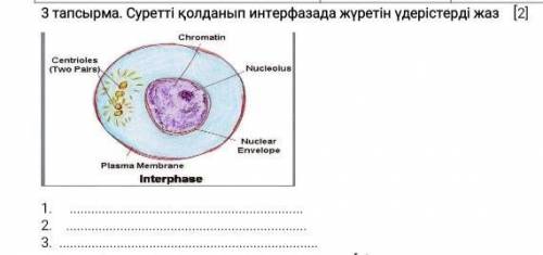 3-задача. Напишите процессы, которые происходят в интерфазе, используя картинку. 1. 2. 3.