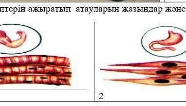 Различайте типы мышц, напишите их названия и объясните, где они встречаются в теле.​