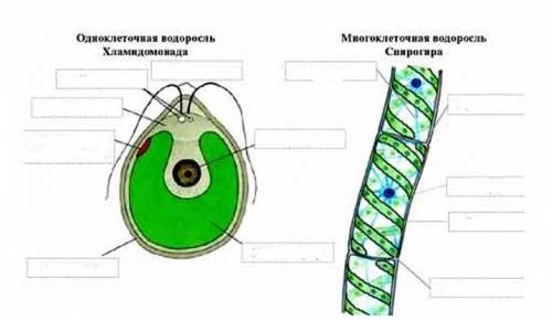 Лабораторная работа. Строение одноклеточных и многоклеточных водорослей Изучить строение и жизнедеят