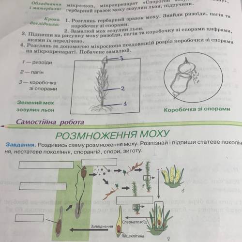 сделать задание про Розмноження моху