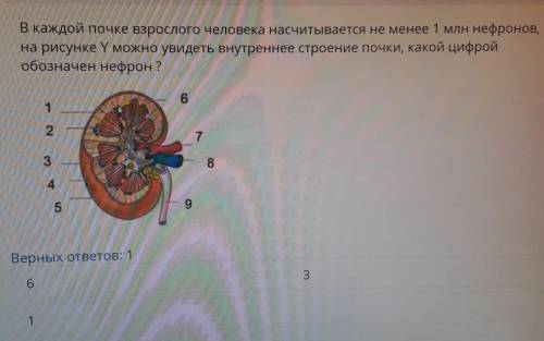 В каждой почке взрослого человека насчитывается не менее 1 млн нефронов, на рисунке Y, можно увидеть