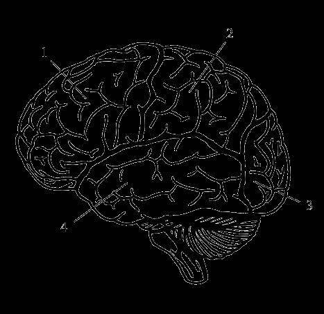Установите соответствие между строением и функцией отделов головного мозга