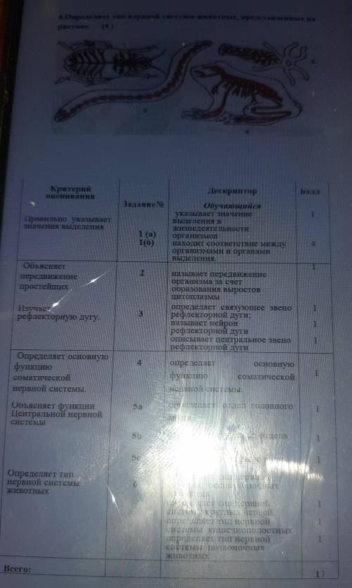 6. Определите тип нервной системы животных, представленных на рисунке.3раКритерийоцениванияДескрипто