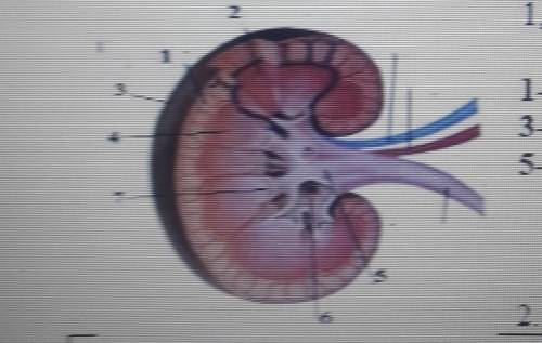 Отпределите структурные компоненты почки, обозначенные цифрами1,3,5, (Збалл)1-35​