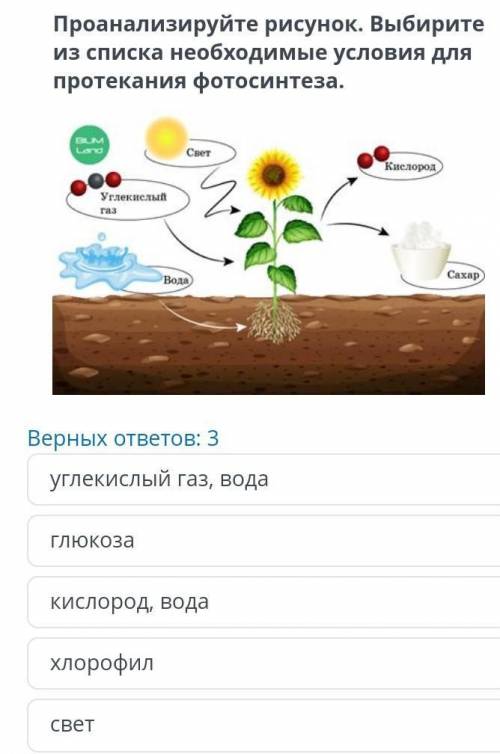 Проанализируйте рисунок. Выбирите из списка необходимые условия для протекания фотосинтеза. ￼Верных