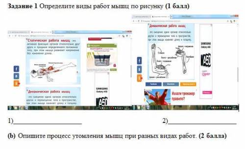 Задание 1 Определите виды работ мышц по рисунку. 1) 2)(b) Опишите процесс утомления мышц при разных