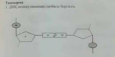 1. ДНК молекуласының сызбасы берілген ​