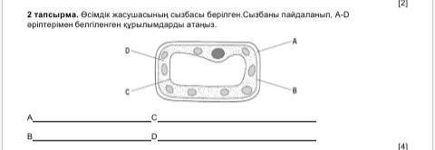 Осымдык жасушасынын сызбасы берылген.Сызбаны пайдаланып, А-D арыптеримен белгиленген курылымдарды ат