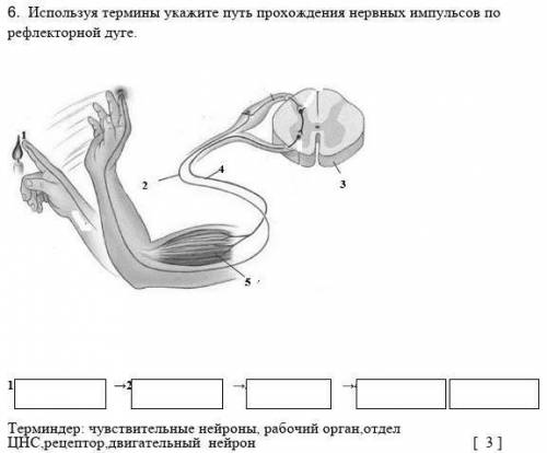 6.  Используя термины укажите путь прохождения нервных импульсов по  рефлекторной дуге.        1    