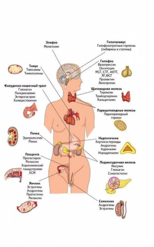 1. Напишите названия желез внутренней секреции и гормонов секретируемых ими. , зарание кто ​