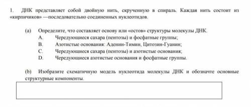 1.ДНК представляет собой двойную нить, скрученную в спираль. Каждая нить состоит из «кирпичиков» —по