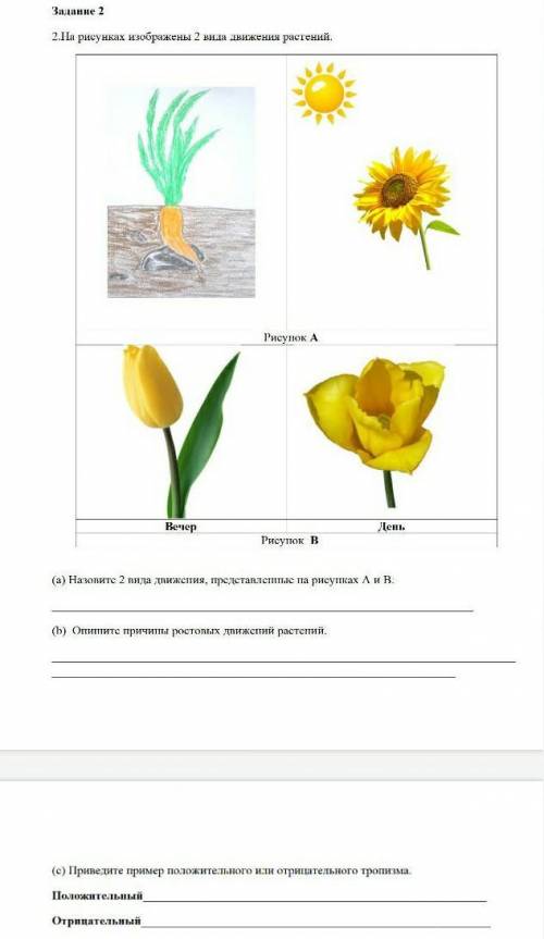 На рисунках изображены 2 вида движения растений. а) Назовите 2 вида движения, представленные на рису