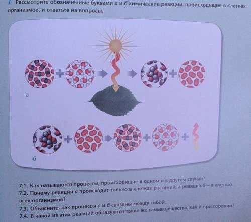 7 Рассмотрите обозначенные буквами аиб химические реакции, происходящие в клетках организмов, и отве