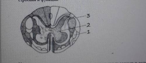 Задание №7 Назовите структуры спинного мозга, обозначенные на рисунке цифрами 1 и 2 Опишите особенно