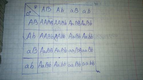 У крупного рогатого скота ген комолости (отсутствие рогов) доминирует над геном рогатости, а ген чёр