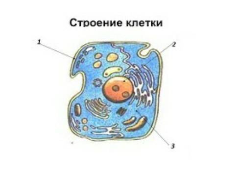 Какой органоид изображен под цифрой ​