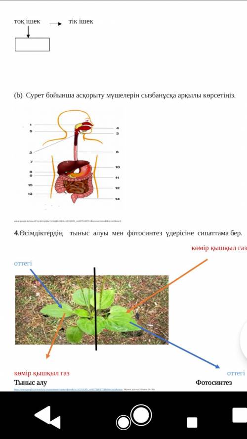 Дайте характеристику процесса дыхания и фотосинтеза растений.