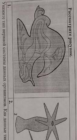 Укажите тип нервной системы данных организмов как данные типы реагируют на внешний раздражитель​