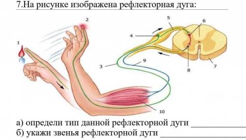 А) определи тип данной рефлекторной дуги __б) укажи звенья рефлекторной дуги ​