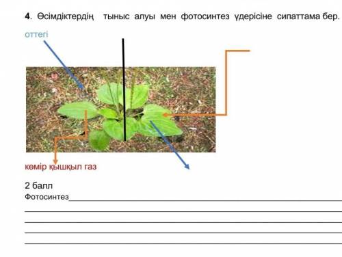 Өсіидіктердің тыныс алуы мен фотосинтез үдерісіне сипаттама бер​