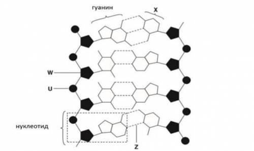 На рисунке показаны клетки растущего кончика корня. Некоторые из этих клеток делятся. (а) На рисунке