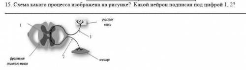 15. Схема какого процесса изображена на рисунке? Какой нейрон подписан под цифрой 1, 2?​