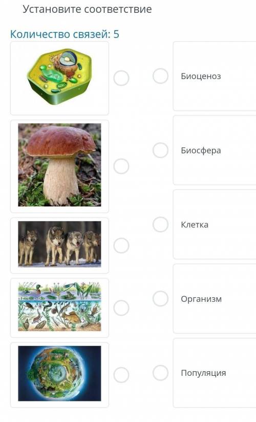 Количество связей: 5 Биоценоз Биосфера Клетка Организм Популяция​