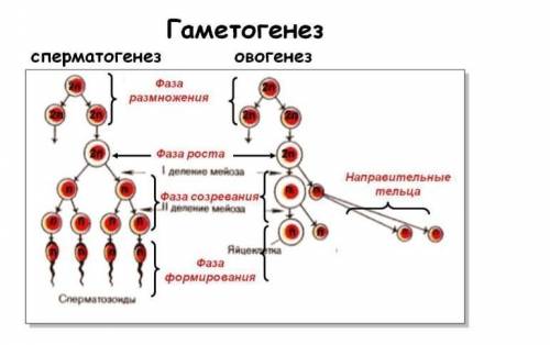 по рисунку Определите Особенности формирования мужских и женских гамет у животных и растений в фазах