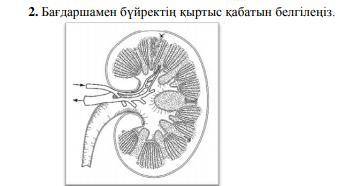 Отметьте кору почек светофором