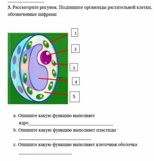 Рассмотрите рисунок. Подпишите органоиды растительной клетки, обозначенные цифрами a. Опишите какую