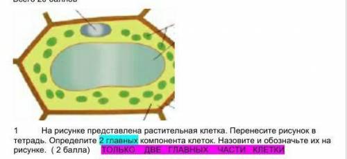 На рисунке представлена растительная клетка. Перенесите рисунок в тетрадь. Определите 2 главных комп