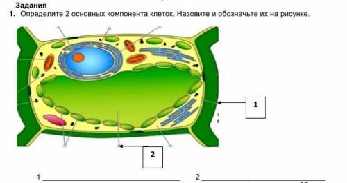 1.    Определите 2 основных компонента клеток. Назовите и обозначьте их на рисунке.               ​