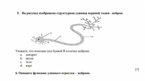 1. (а) Определите органы выделения жука и собаки. Жук Собака A. Антеннальные почки Мочеточники B. По