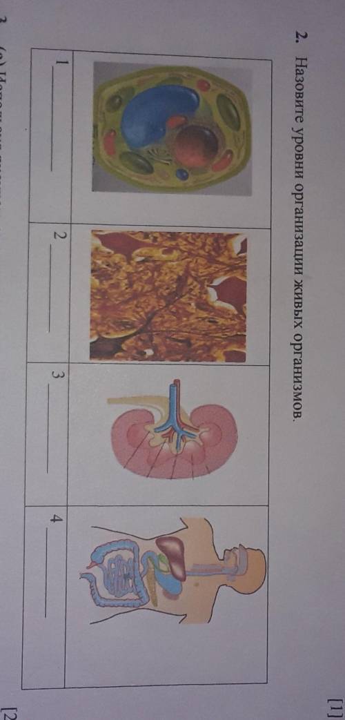 2. Назовите уровни организации живых организмов.​