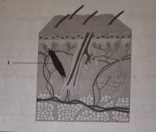 какую функцию выполняет структура кожи, обозначенная на рисунке под цифрой 1 а)поднимает волос б)при