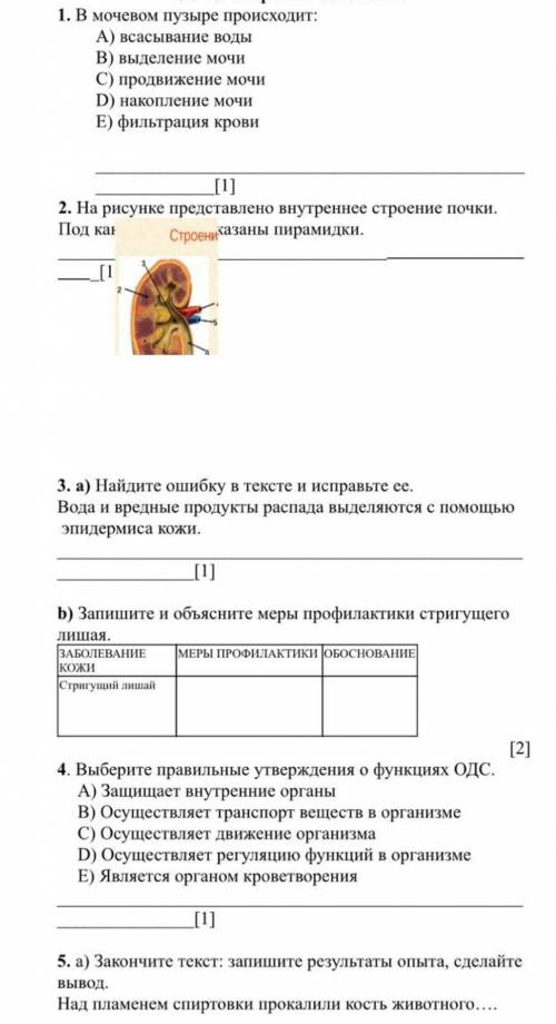 соч по биологии 8 класс 3 четверть​