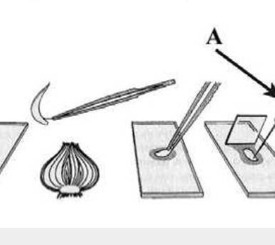 Для приготовления микропрепарата кожицы лука ученик стал изучать инструкцию. Что на рисунке в инстру