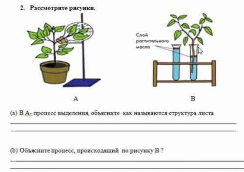 Рассмотрите рисунок Биология соч 7 класс ​