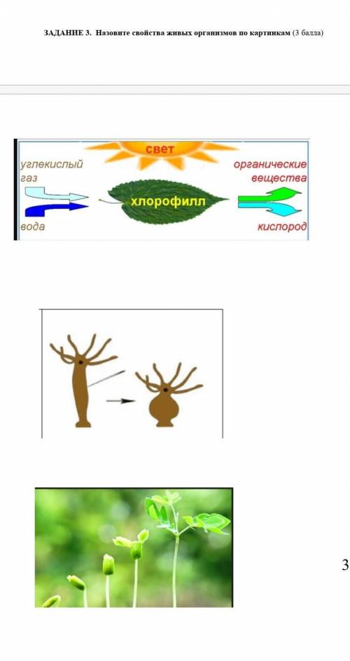 Назовите свойства живых организмов по картинкам ​