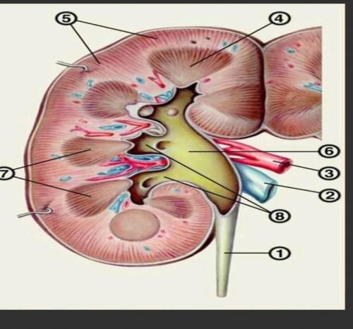 Суретте берилген буйректин 3,6,7 курылымдык боликтерин атап корсетиныз​