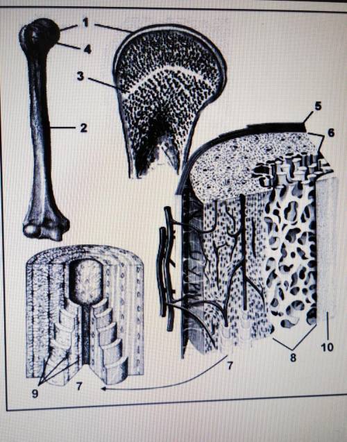 Строение трубчатой костиЧто обозначено на рисунке цифрами 1-10?​