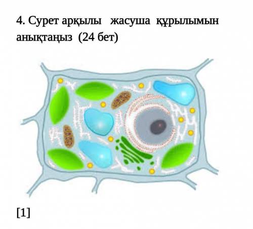 Сурет арқылы жасуша құрылымын анықтаныз​