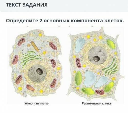 Пхах я в ней не разбираюсь ​