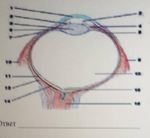 12. Органы зрения и слуха имеют довольно сложное строение. а) Рассмотрите рисунок http://zrenie 100.