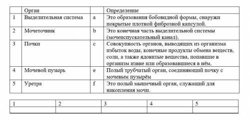 Установите соответствия: 1. Выделительная система. a. Это образования бобовидной формы, снаружи покр