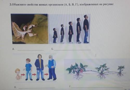 2.Объясните свойства живых организмов (А, Б, В, Г), изображенных на рисунке А.Б.ГВ.ПАД Ц МЕНЯ СОЧЧ​