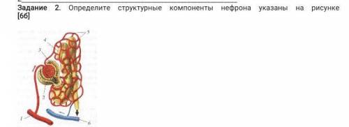 Определите структурные компоненты нефрона указаны на рисунке​