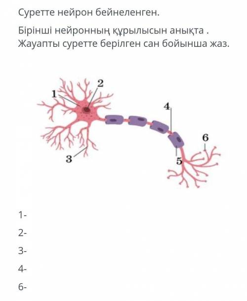 Суретте нейрон бейнеленген . Бірінші нейронның құрылысын анықта . Жауапты суретте берілген сан бойын