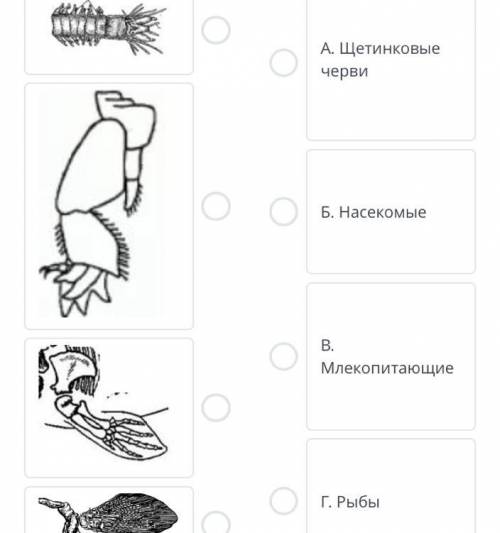 Найдите соответствие между органами движения и живыми организмами Количество связей: 4 А. Щетинковые