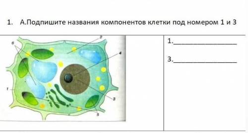 подпишите название компанентов клетки под номер 1 и 3​